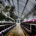 Sweet Smelling Iris' Entry