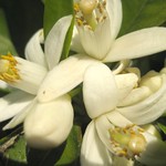 orange blossoms