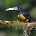 Ara&ccedil;ari-de-pesco&ccedil;o-preto / Tucancillo collarejo / Collared Aracari