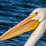 Pelican on a Windy Day