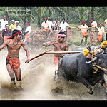 Mulki Kambala