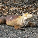 Land Iguanan Galapagos
