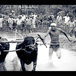 Mulki Kambala