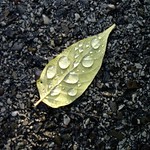 raindrop leaf