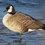 Richardson's Cackling Geese- Weld County - January 2017
