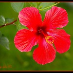 Hibiscus dream
