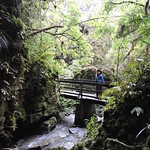 river in Ruakuri Scenic Reserve