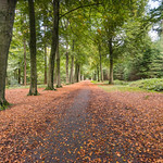 Forest in autumnal colors