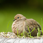 Tourterelle triste - Mourning Dove
