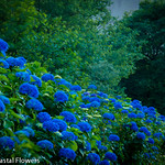 Blue Hydrangeas