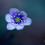 Artsy Anemone Hepatica