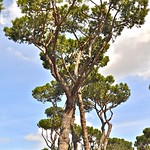The Pines of Rome