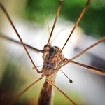 Crane Fly on my window.