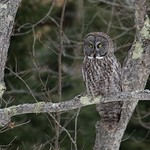 Great Gray Owl - 2