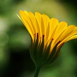 Diente de le&oacute;n