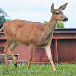 2012-06-28 Columbian Black-tailed Deer (13) (1024x680)