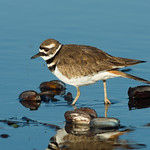 2017-02-01 P9620381 Killdeer