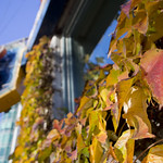 The last bits of autumn at the Syvlia...