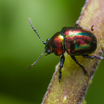 Iridescent Beetle