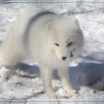 "Ahemmm.. maybe them leaves ain't really that tasty after all!"