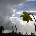 Daffodil & stormy sky