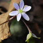 Hepatica