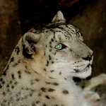 Snow Leopard Head Shot # 3