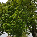 Chestnut tree
