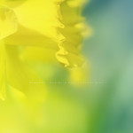 Daffodil Dreams