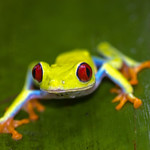 red eyed frog