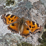 Small Tortoiseshell Butterfly