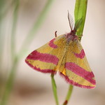 "Lythria cruentaria" - zuringspanner ,explored! ( #479 )