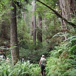 Headwaters Forest Reserve