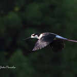 The flight of the Black-necked Stilt