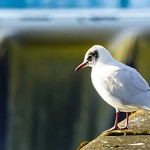 Black-headed Gull
