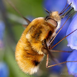 Beefly
