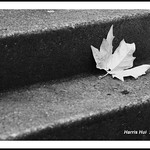 Dream About Fall Colour in B&W - Minoru Park 10219e