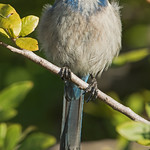 Florida Scrub-Jay (Aphelocoma coerulescens)