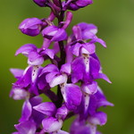 early purple orchid