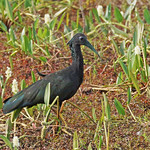 green ibis