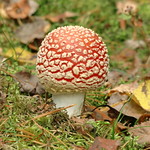 I svampskogen, R&ouml;d flugsvamp 2 okt 2010