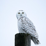Snowy Owl/Harfang des Neiges