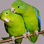 Forpus xanthopterygius Blue-winged Parrot