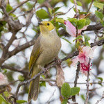 small bird series: the nectar hunters - white-plumed honeyeater on a hibiscus tree 2