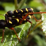 Wasp Beetle, ( Clytus arietis ), 25 June 2013,... (10)