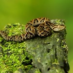 Terciopelo | Fer-de-lance (Bothrops asper)