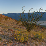 Ocotillo First Light