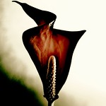 Fifty Shades of Red 283