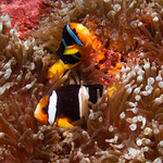 Clownfish