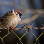 Backyard Passer montanus 1
